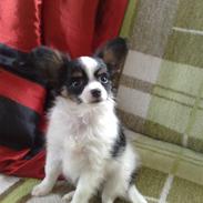 Papillon Chiantie *Prinsessen*