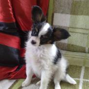 Papillon Chiantie *Prinsessen*