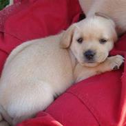 Labrador retriever bamse