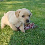 Labrador retriever bamse