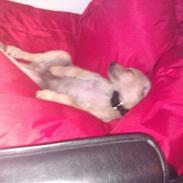 Labrador retriever bamse