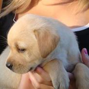 Labrador retriever bamse