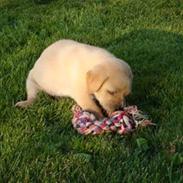 Labrador retriever bamse