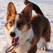 Welsh corgi cardigan Miley