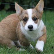 Welsh corgi cardigan Miley