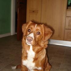 Nova scotia duck tolling retriever Lucky