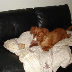 Nova scotia duck tolling retriever Lucky