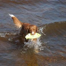 Nova scotia duck tolling retriever Lucky