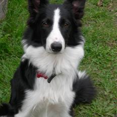 Border collie Maggie<3 Himmel hund