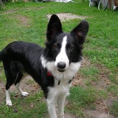 Border collie Maggie<3 Himmel hund