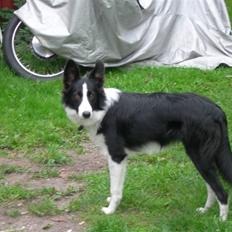 Border collie Maggie<3 Himmel hund