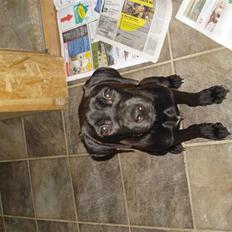 Blanding af racer Dina