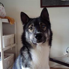 Siberian husky Blue