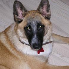 Belgisk hyrdehund Aya