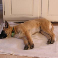 Belgisk hyrdehund Aya