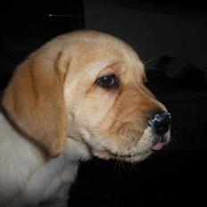 Labrador retriever Dina