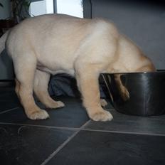Labrador retriever Dina