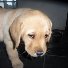 Labrador retriever Dina