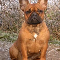 Fransk bulldog Stella