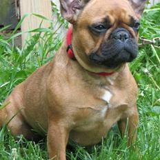 Fransk bulldog Stella