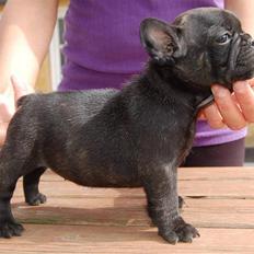 Fransk bulldog Greenhills Dafne Bay Leaf