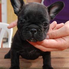 Fransk bulldog Greenhills Dafne Bay Leaf