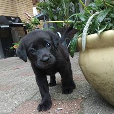 Labrador retriever (Formel 1) Berta