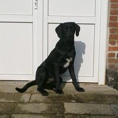 Blanding af racer Ludvig