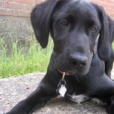 Blanding af racer Ludvig