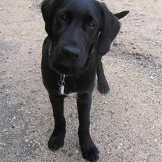 Blanding af racer Ludvig