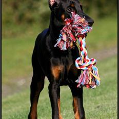Dobermann Miss Medina Di Altobello