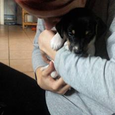 Dansk svensk gaardhund Joey