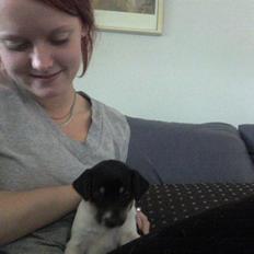 Dansk svensk gaardhund Joey