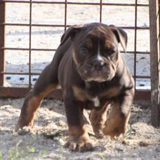Olde english bulldogge Østergaard's Hector