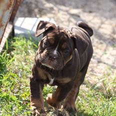 Olde english bulldogge Østergaard's Hector