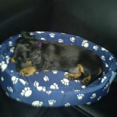 Dværggravhund zaja!:O R.I.P :'(