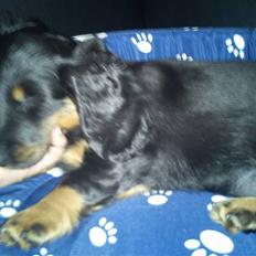 Dværggravhund zaja!:O R.I.P :'(