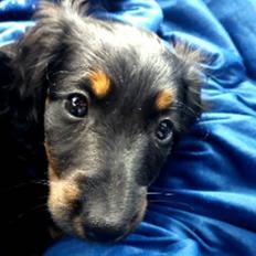 Dværggravhund zaja!:O R.I.P :'(