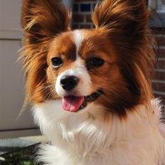 Papillon Liva (himmelhund)
