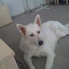 Hvid schæfer Bjørn