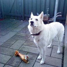 Hvid schæfer Bjørn