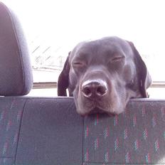 Labrador retriever Riki