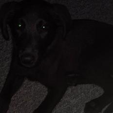 Blanding af racer Chien