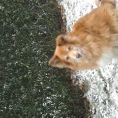 Islandsk fårehund Bongo- RIP.