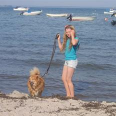 Islandsk fårehund Bongo- RIP.