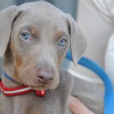 Dobermann ~°º•Harley•º°~(§;><:3)~