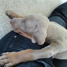 Dobermann ~°º•Harley•º°~(§;><:3)~