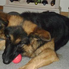 Schæferhund Zenta *MY SOULMATE*<33