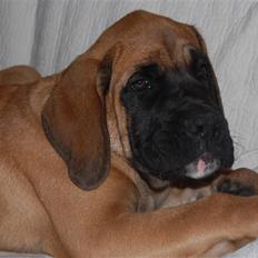 Blanding af racer Big Ben