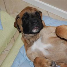 Blanding af racer Big Ben